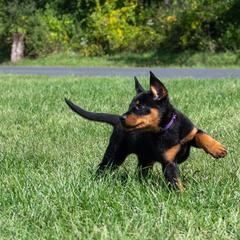 Beauceron Puppies from Beaucerons Des Vents