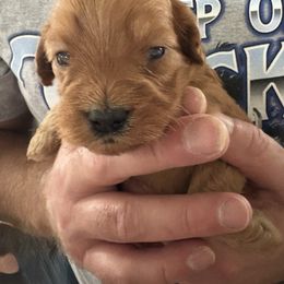 Fred - Red male Cavapoo puppy in Osseo, Michigan from Smiths Fluffy butts