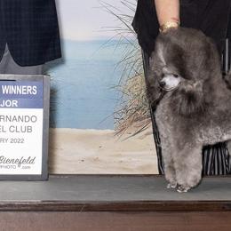 Poodles from Kandyland Toy poodles
