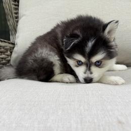 Poppy - Black and white male Pomsky puppy in Winchendon, Massachusetts from Mountain View Pomskies