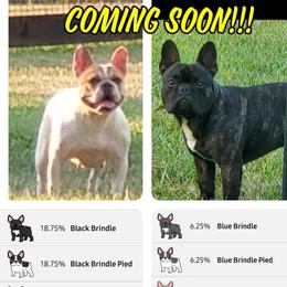 French Bulldog Puppies from Absolute Frenchie's