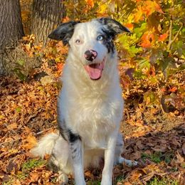 Bella  - Border Collie