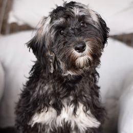 Olive - Australian Labradoodle