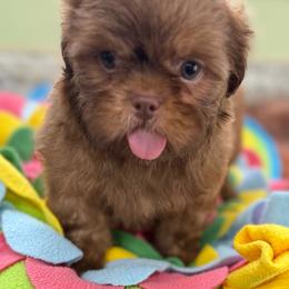 Raleigh - Liver male Shih Tzu puppy in Stafford, Virginia from Bayview Pups