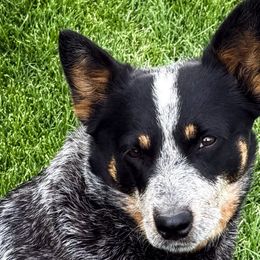 Riot - Australian Cattle Dog