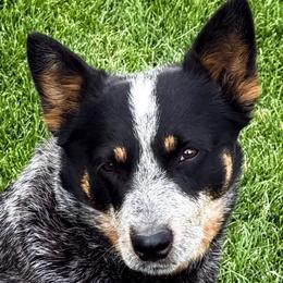 Riot - Australian Cattle Dog