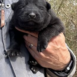 German Shepherd Puppies from Von Zorhaus