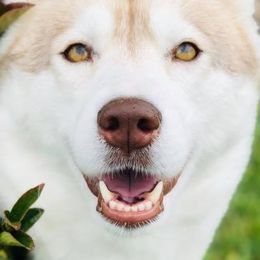 Meeka - Siberian Husky