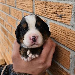 Valentino - Black rust and white male Bernese Mountain Dog puppy in Inman, South Carolina from Shadow Acres