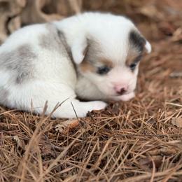 Merle Mismark 1700 - Blue merle and white female American Corgi puppy in Nashville, Arkansas from Whisenhunt Farms