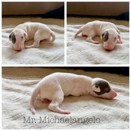 Michelangelo - White and blue male Italian Greyhound puppy in Texas from Italian Greyhounds of Frisco