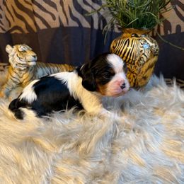 Victoria - Tri-color female Cavalier King Charles Spaniel puppy in Broken Arrow, Oklahoma from Cavalier King Charles Heartland