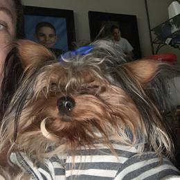 Yorkshire Terrier Puppies from Missy Lu Lap Puppies