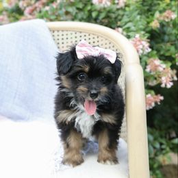 Tiny Willow (angry bird litter) - Black tri-color female Aussiedoodle puppy in Charlestown, Indiana from Forever Aussies and A Doodle