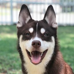 Katrina - Pomsky