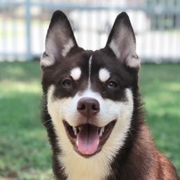 Katrina - Pomsky