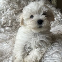 Havanese from Aspen Meadows