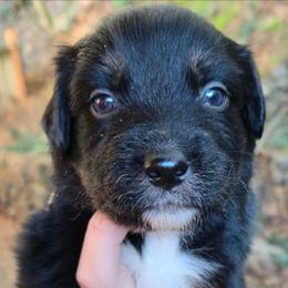 Cookie - Black tri-color female Australian Shepherd puppy in Washington from Arbor hill Australian Shepherds