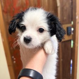 Snoopy - Black & tan tri-color male Morkie puppy in Winston Salem, North Carolina from Patty’s Paws