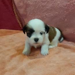 Girl 3 - Parti female Lhasa Apso puppy in Norman, Oklahoma from Steve's Puppies