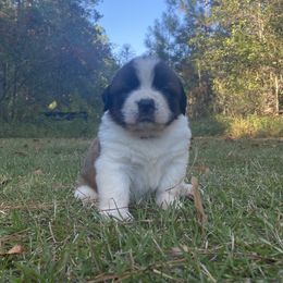 Saint Bernard Puppies from Magnolia Saint Bernards