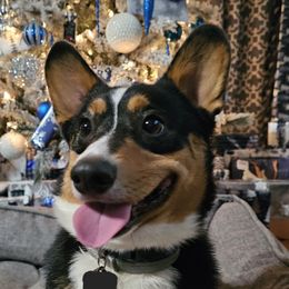 Bandit - Pembroke Welsh Corgi