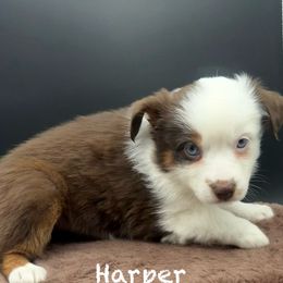 Harper (On Hold), Champion bred from decades of amazing temperaments - Red tri female Toy Australian Shepherd puppy in Fairview, Tennessee from Hoffman Forest Acres LLC