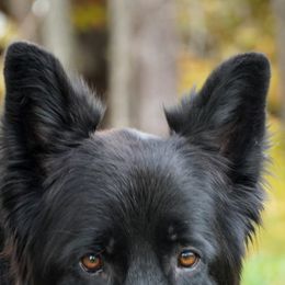 German Shepherds from Home Base Shepherd