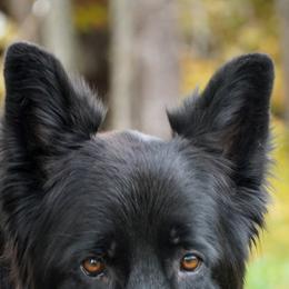 German Shepherds from Home Base Shepherd