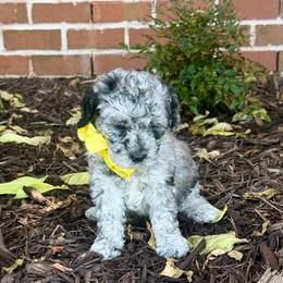 Salem- yellow girl - Blue merle female Aussiedoodle puppy in Midlothian, Texas from Gray Doodles