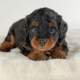 Hannah - Phantom female Bernedoodle puppy in Pledger, Texas from Sugarbear Cockapoos