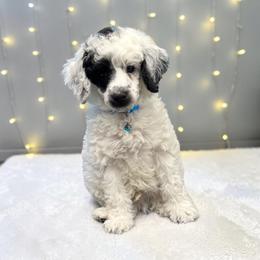 Thor - Parti male Poodle puppy in Gainesville, Florida from Pipsqueak Mansion Poodles
