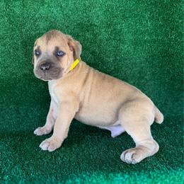 Yellow Collar - Gray and fawn male Cane Corso puppy in Catawba, North Carolina from Catawba Cane Corso