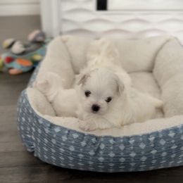 Hermes - White male Maltese puppy in Mc Kinney, Texas from Made to Love Maltese LLC