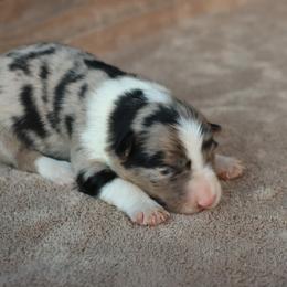 Blue Merle  - AKC Reg - Blue merle female Border Collie puppy in Courtland, Alabama from C Bar C Ranch Border Collies