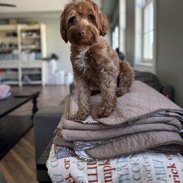 Ruby - Goldendoodle