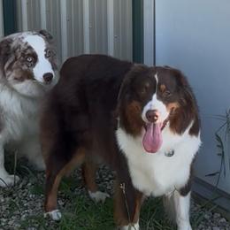 Australian Shepherd puppies from Lazy J Aussies