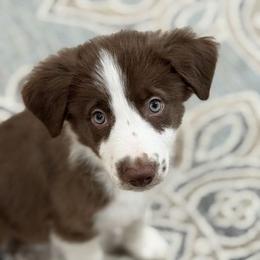 Border Collie and Chihuahua Puppies from Riverwood