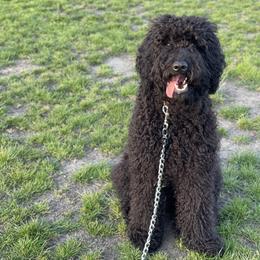 MOKO - Black Labradoodle puppy in Vallejo, California from Ginger Pupoodles