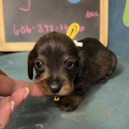 Layla - Wild boar female Dachshund puppy in Livingston, Kentucky from Illyria Dox & GSD