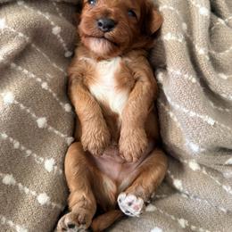 Boy 2 - Red  male Goldendoodle puppy in Sacramento, California from Golden Heart Doodles