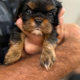 Biscuit - Black and tan male Cavalier King Charles Spaniel puppy in Greensboro, North Carolina from Hyde Park Cavaliers