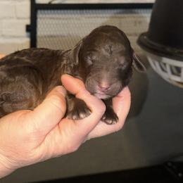 Clover - Phantom female Poodle puppy in Prosperity, Pennsylvania from Stelladoodles & Company