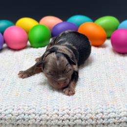 Nina - Blue merle female Miniature Australian Shepherd puppy in Covington, Pennsylvania from Rigas Mini Aussies LLC
