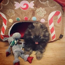 Pomeranian Puppies from Endure Farm Inc