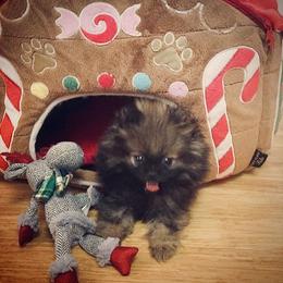 Pomeranian Puppies from Endure Farm Inc