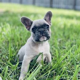 Lilly - Blue female French Bulldog puppy in New Smyrna Beach, Florida from Beachside Boxers and Frenchies
