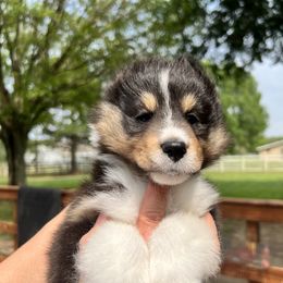 Boy 1 - Black white and tan Shetland Sheepdog puppy in Fulshear, Texas from Karisma