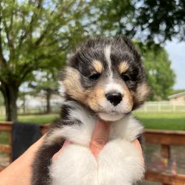 Boy 1 - Black white and tan Shetland Sheepdog puppy in Fulshear, Texas from Karisma