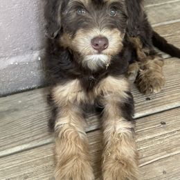 Moose - Red male Whoodle puppy in Smallett, Missouri from Leshas Whoodles